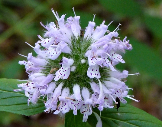 {Blephilia ciliata}